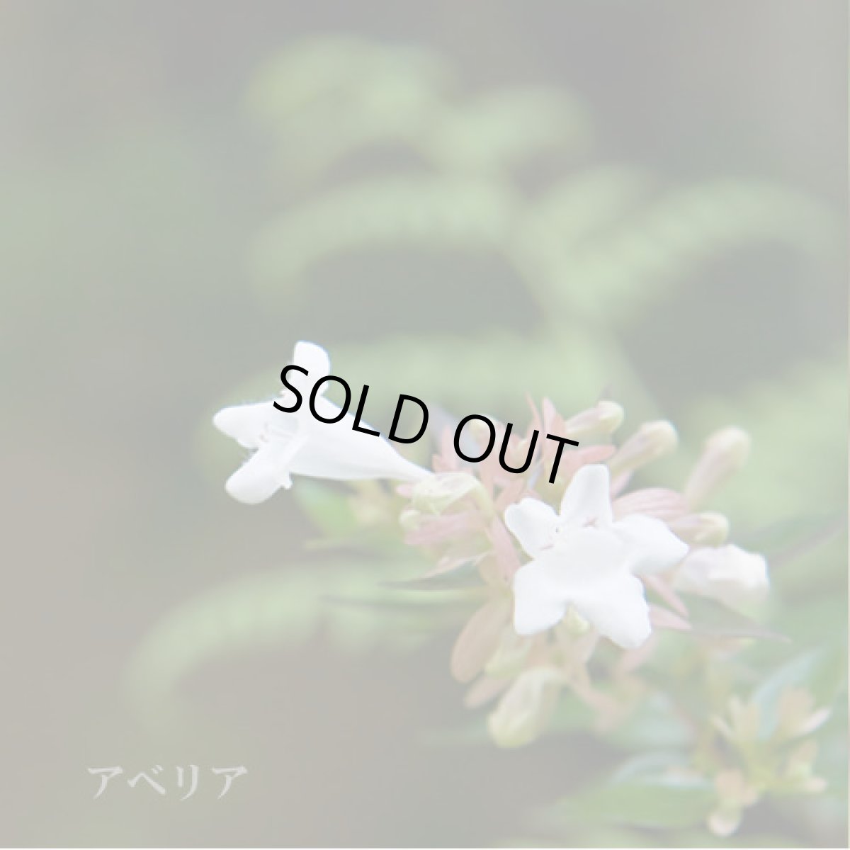 画像5: 来福 元祖くだもの パインマンゴー 純米大吟醸 生 720ml(要冷蔵) (5)