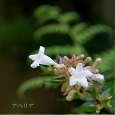画像5: 来福 元祖くだもの パインマンゴー 純米大吟醸 生 1800ml（要冷蔵) (5)