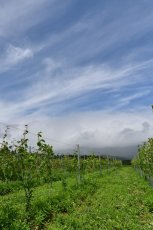 画像3: ドメーヌ・ボー・ブラン（白ワイン　日本　富山県　ドメーヌ・ボー　750ml） (3)