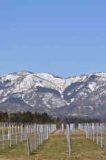 画像2: ドメーヌ・ボー・ブラン（白ワイン　日本　富山県　ドメーヌ・ボー　750ml） (2)