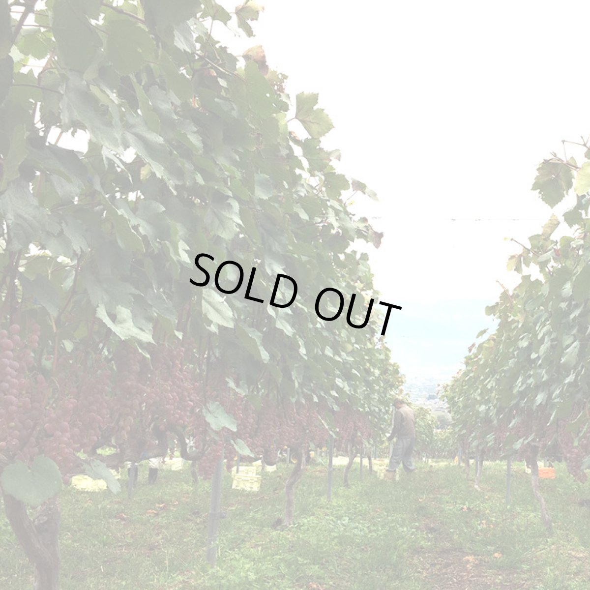 画像4: フジクレール ルージュ （赤ワイン 日本 山梨 フジッコワイナリー） (4)