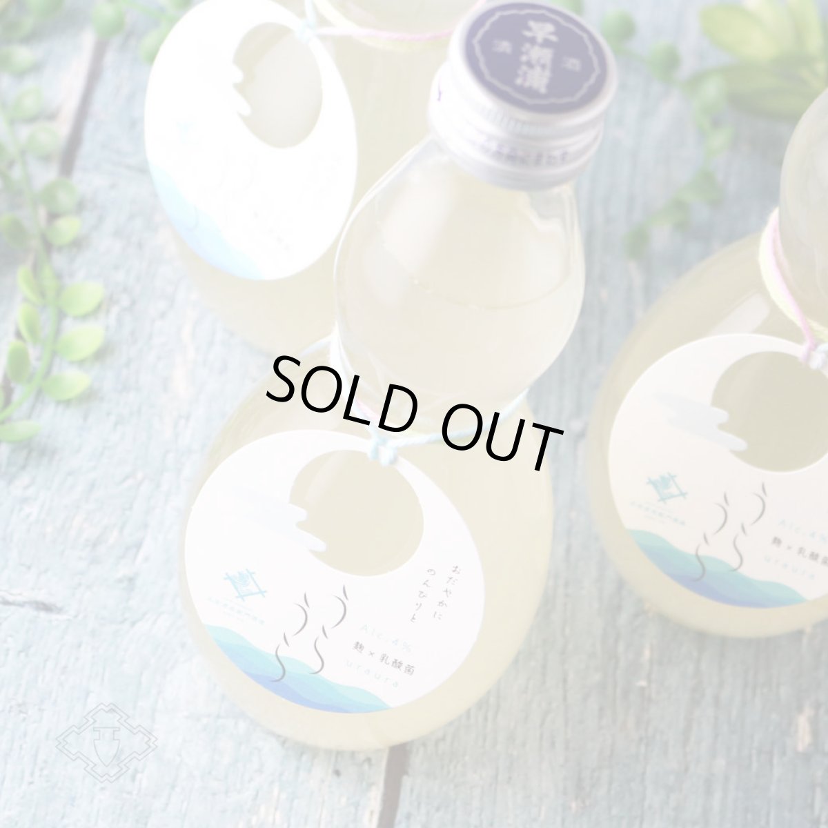 画像5: 早瀬浦 特別純米酒 うらうら おりがらみ 300ml（要冷蔵） (5)