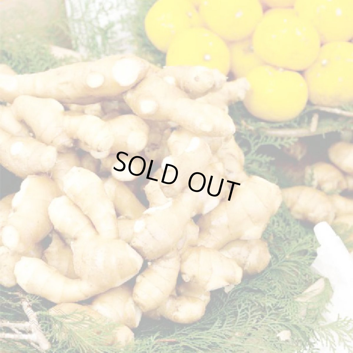 画像4: 土佐山 ジンジャーエール 辛口 M 200ml （ノンアルコール飲料/夢産地とさやま） (4)